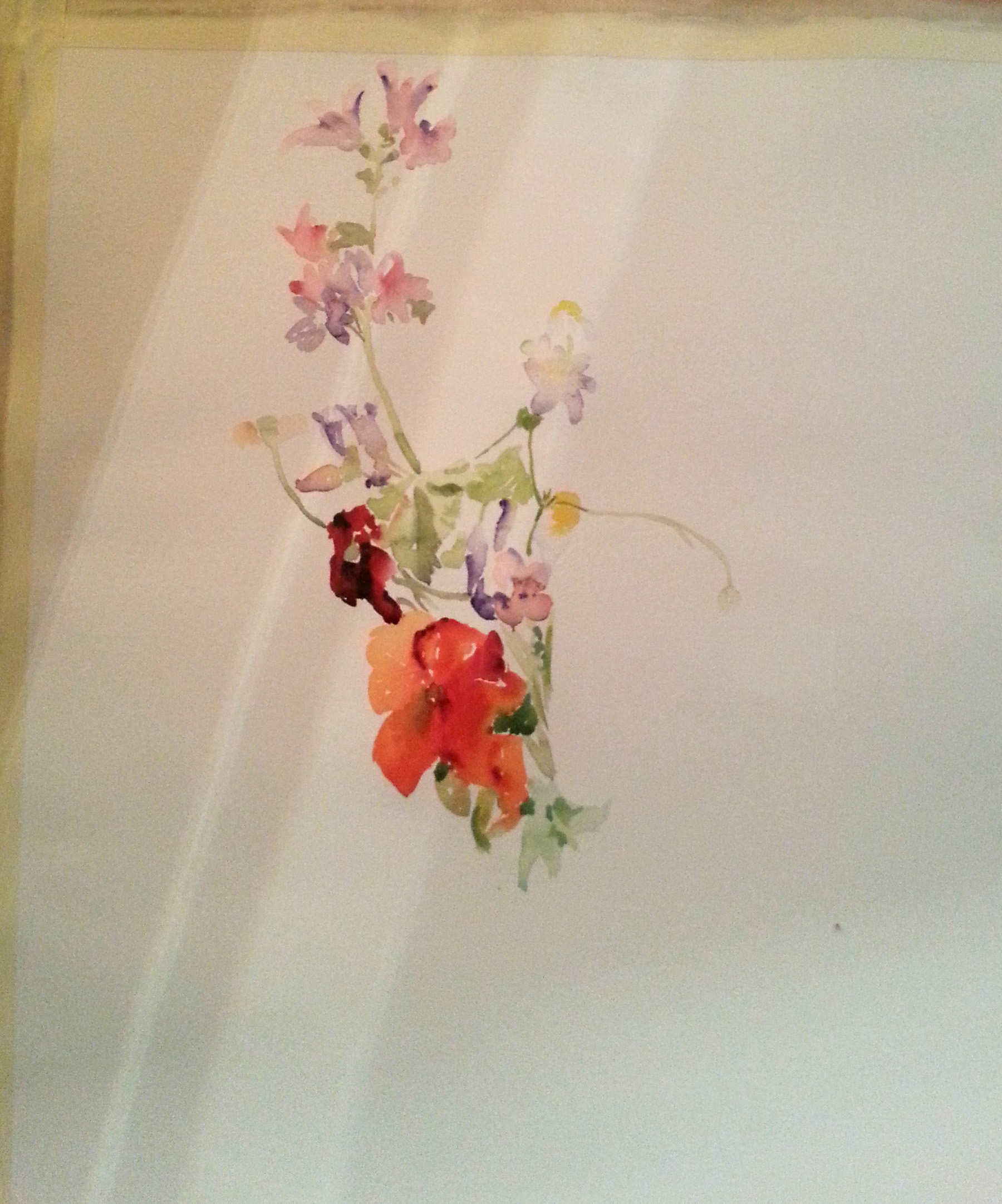 Spanish Wild Flowers