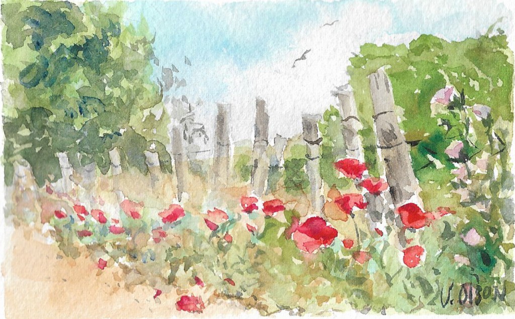 Amapolas en el Parque Regional del Sureste November 12th&nbsp;2025